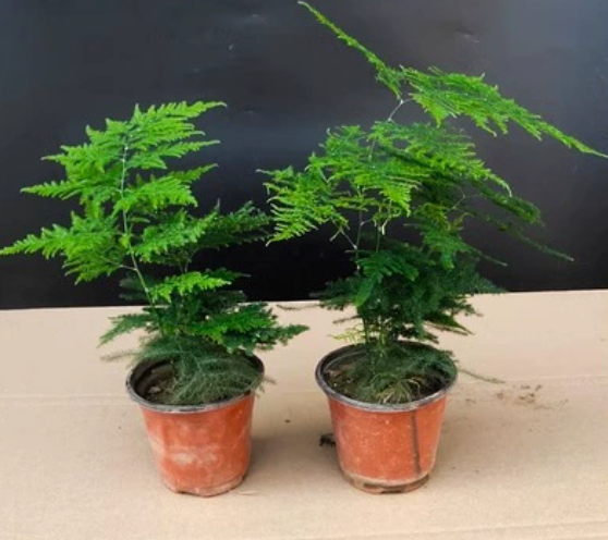 文竹买送包活好养防辐射发财树绿萝室内绿植花卉盆栽需要阳台小文